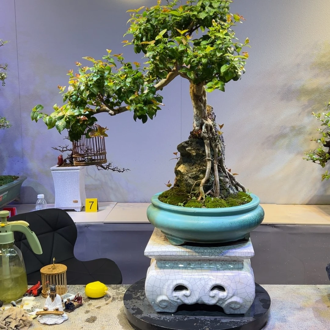 傅****无花朵岭南盆景巴西红果