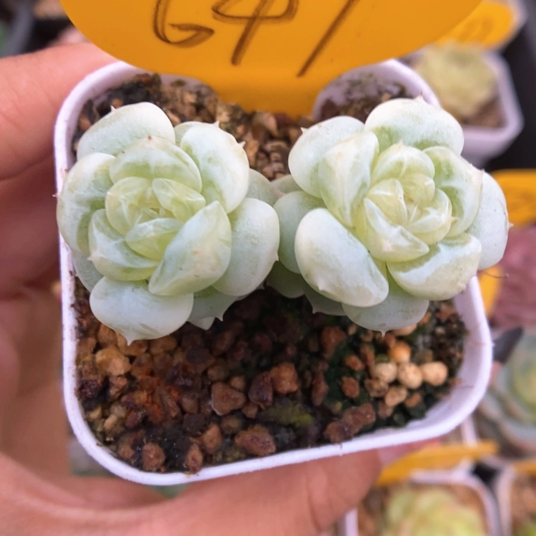 白晶体珍妮649号。