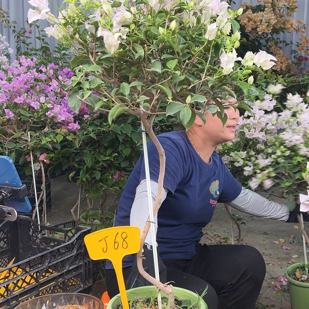 影***、大部分花苞少量开放J68苹果花
