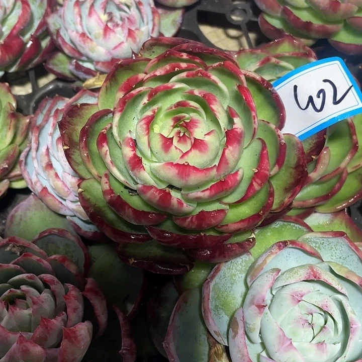 小***花102///////////////