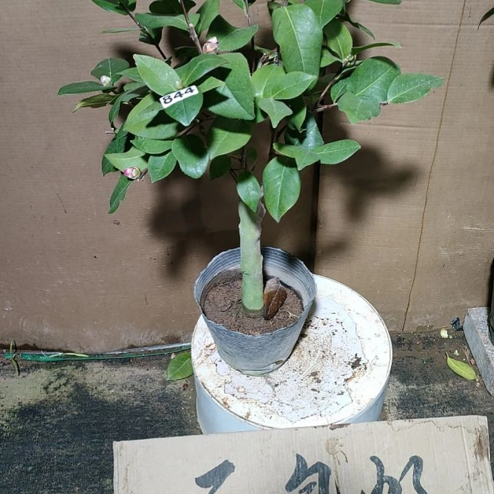 844姚黄，原盆原土发货，不包邮