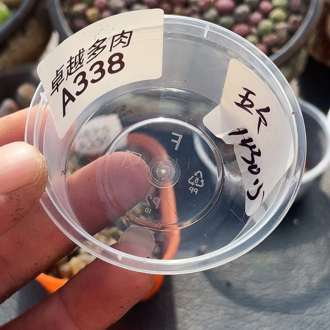 小***姐一物一拍A338水蜜桃