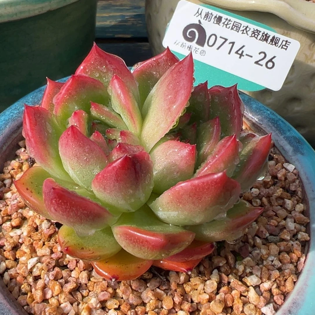 从前慢多肉精选编号0714.26