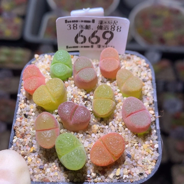 Sss精品生石花669