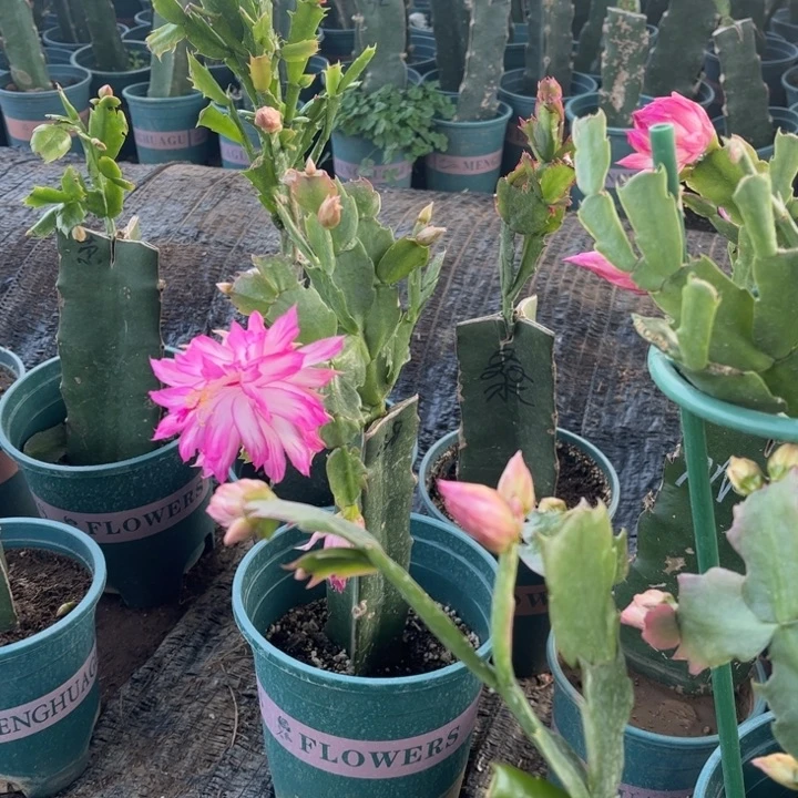 岁***赞50号038，11111111