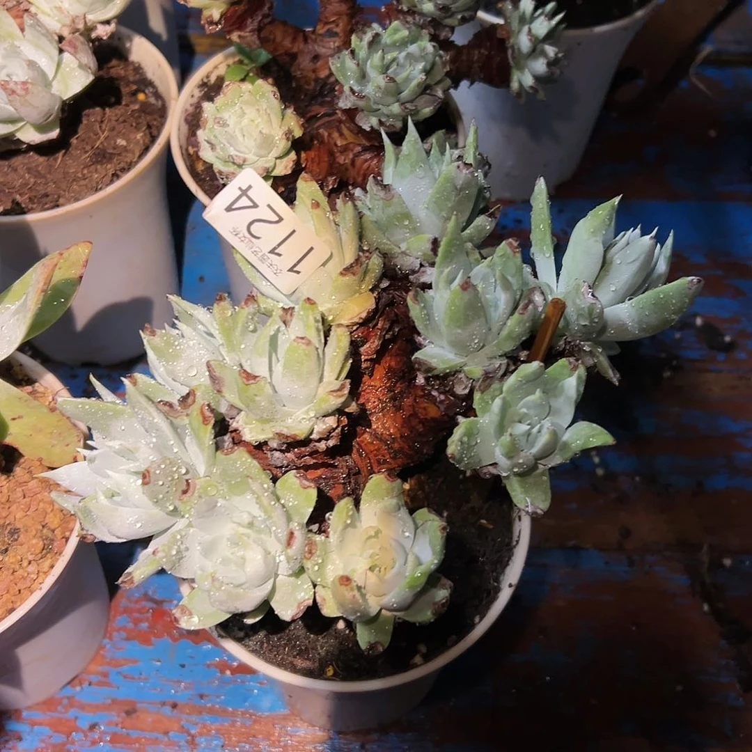 爱***女白衣圣徒仙女杯多肉。