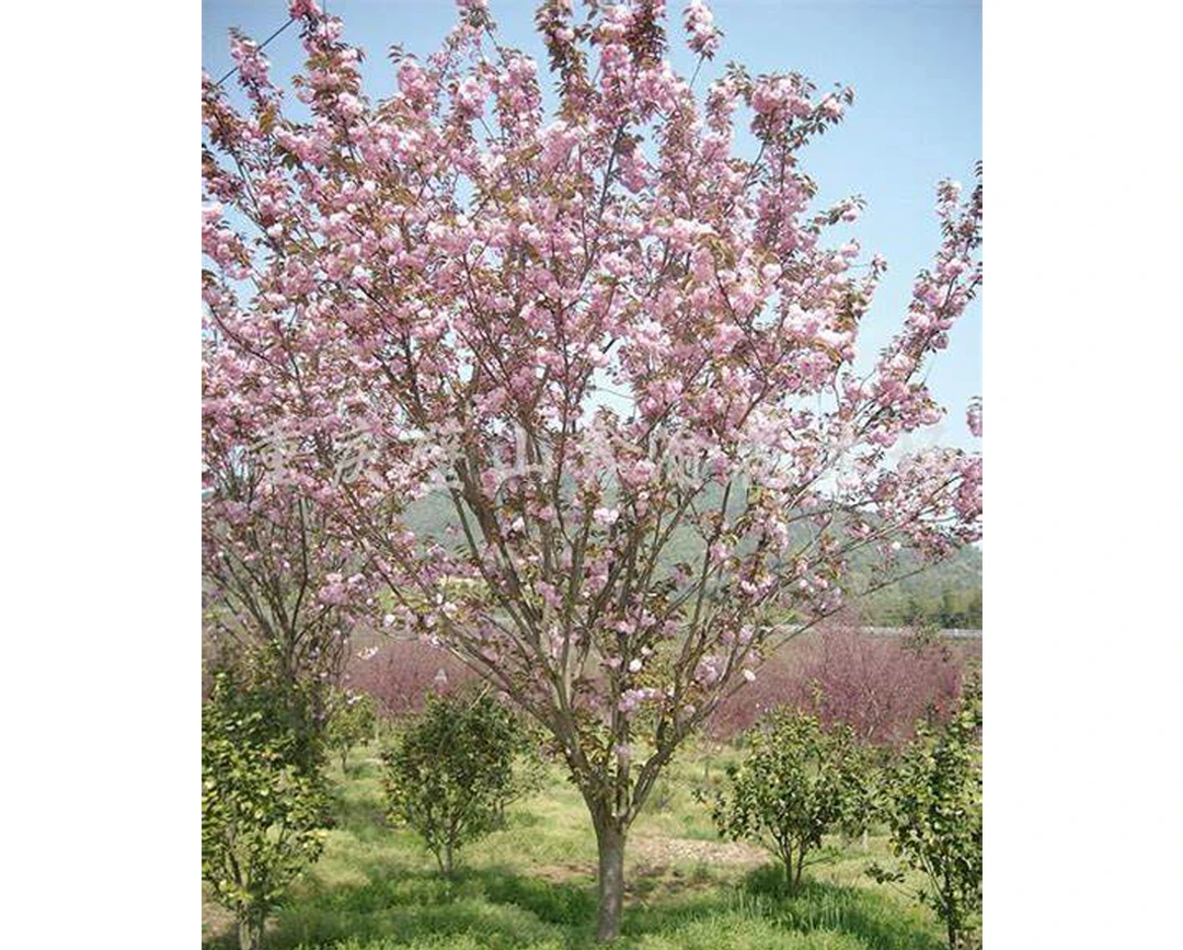 这家晚樱真好看，福利大放送