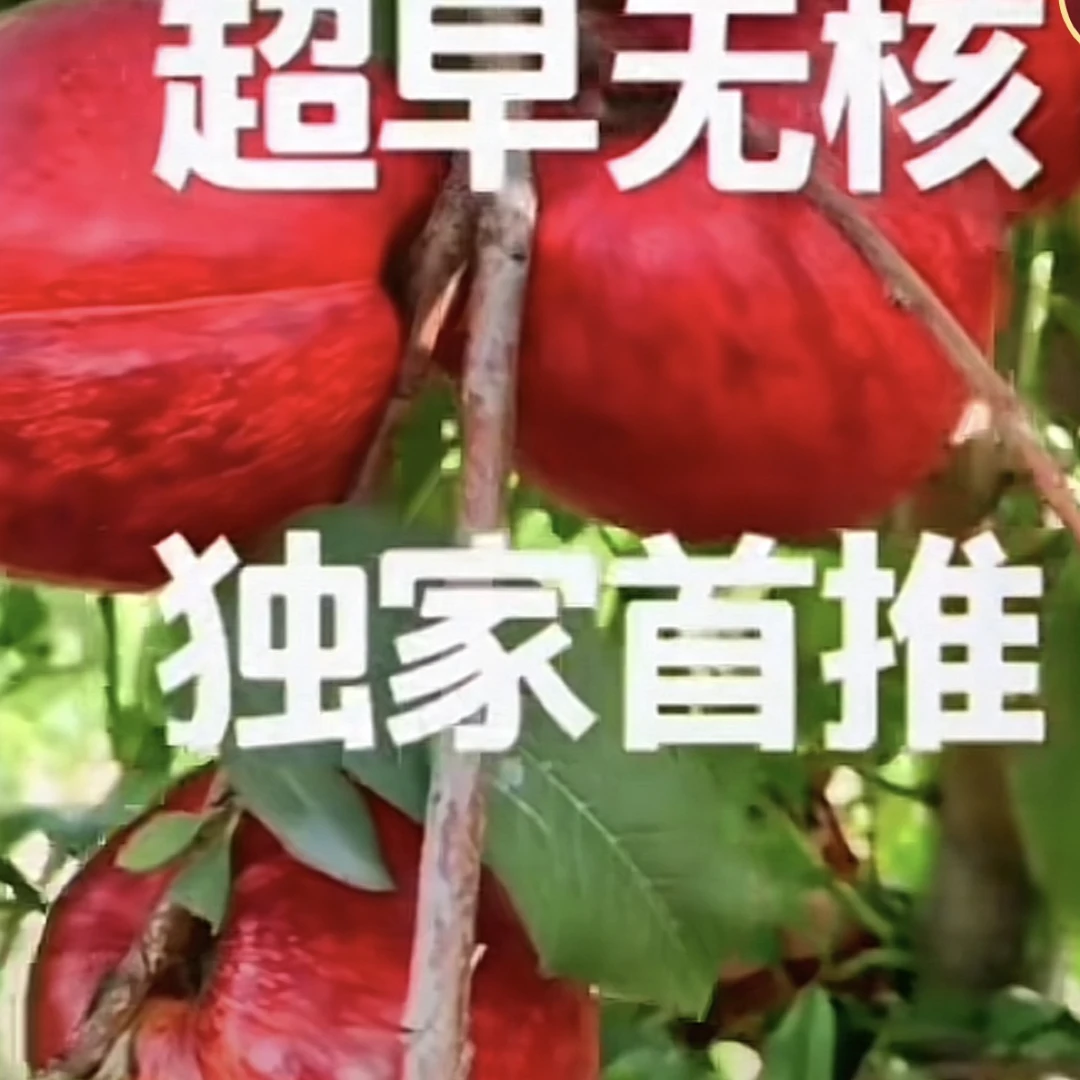 5月18号特早熟特色油桃（超早无核）