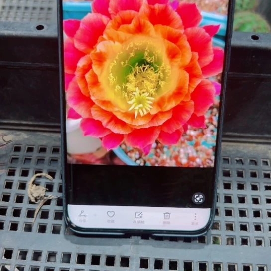 下28毛大满贯歪无根侧芽6公分左右20包邮