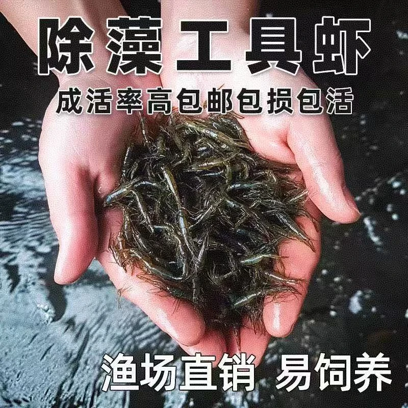 黑壳虾活体除藻观赏清洁虾可喂鱼喂龟好饲养
