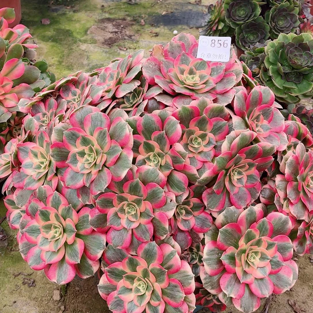 无花朵宁****店多肉植物856女巫