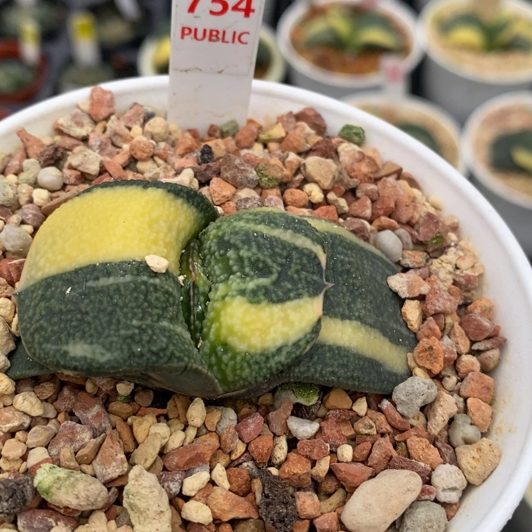 754蜗牛十二卷多肉植物