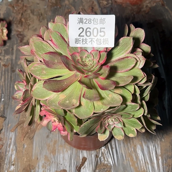 2605莲花座多肉植物