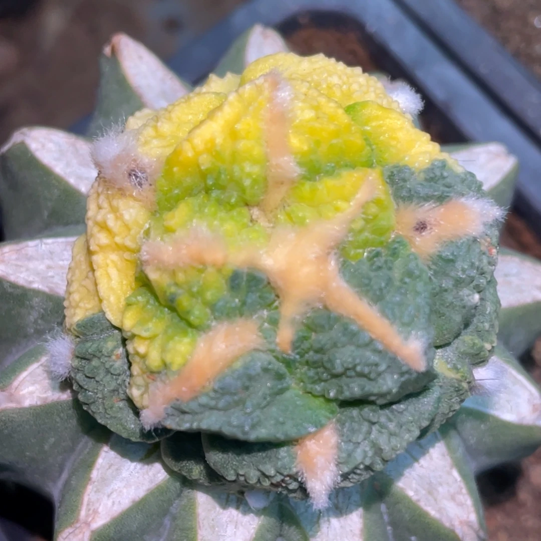全部花朵阴阳龟甲连山牡丹锦738