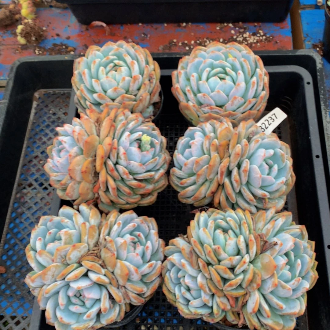 82237六个嗯嗯嗯嗯嗯嗯好