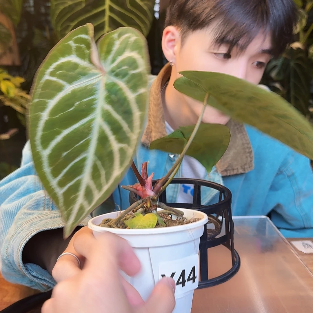 完全开放Y44粉脉水晶杂哪吒