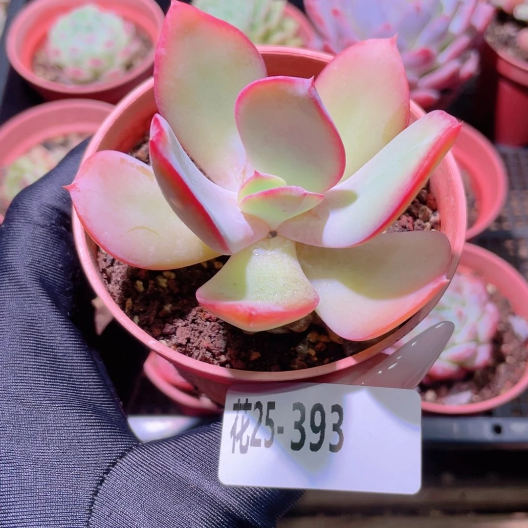 花利美25-393白眉