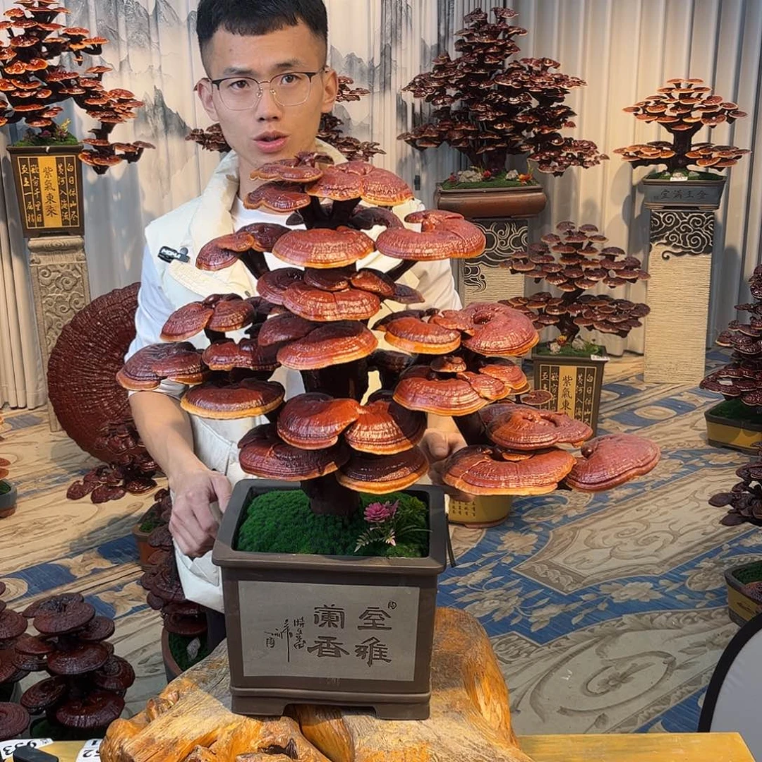 无花朵888888888888888