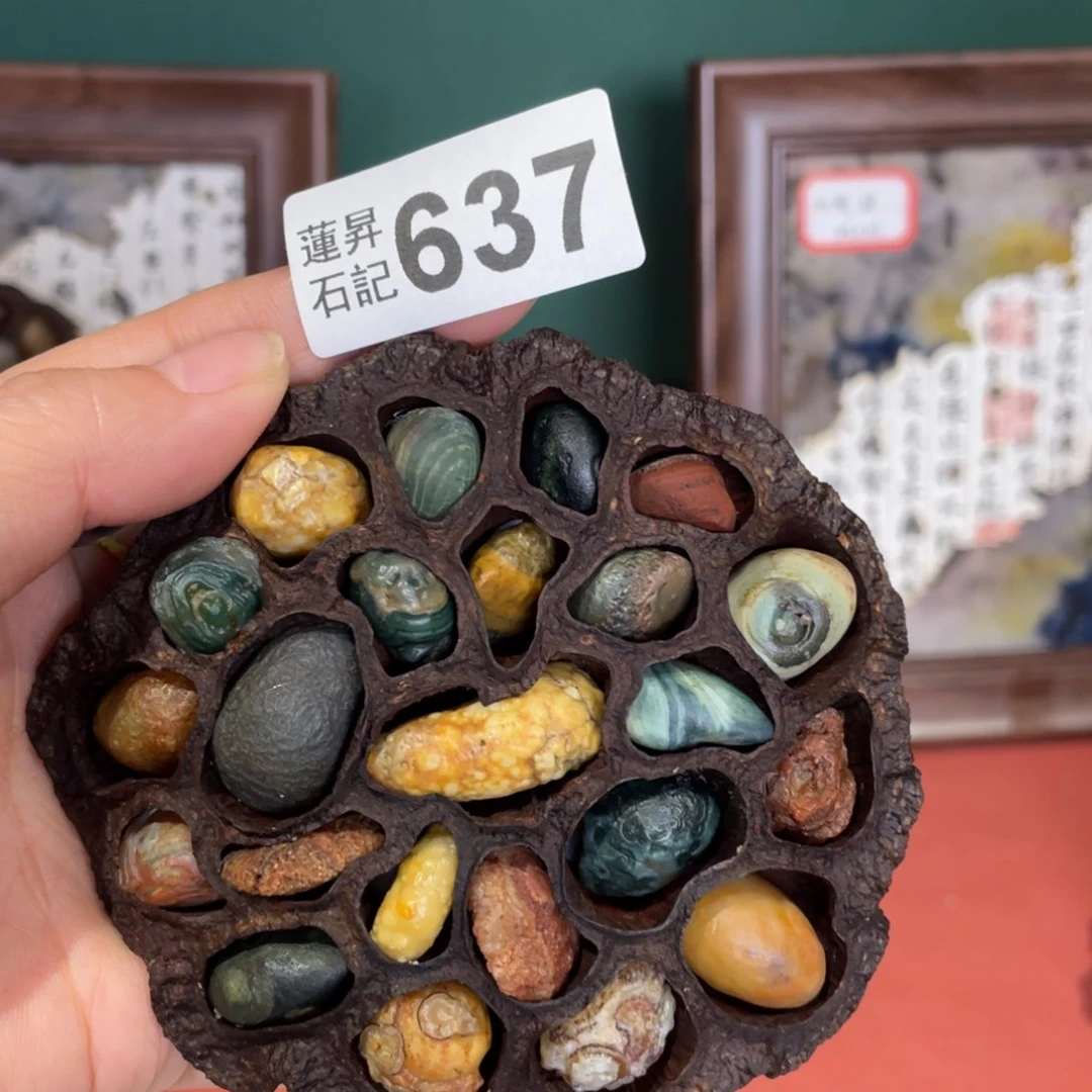 核桃木/黑胡桃（胡桃木）?****?637