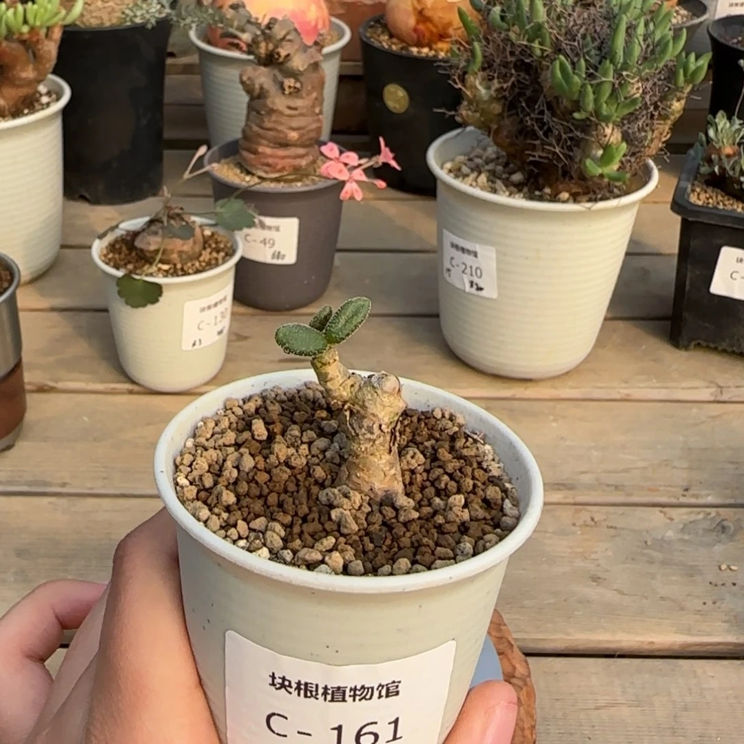 161银沙锦不带盆发货