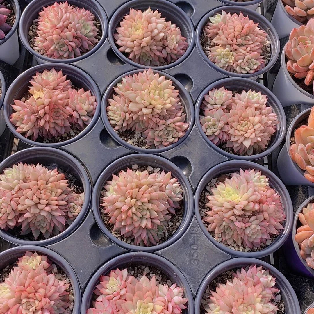 0127-女雏锦群福利一颗 量拍