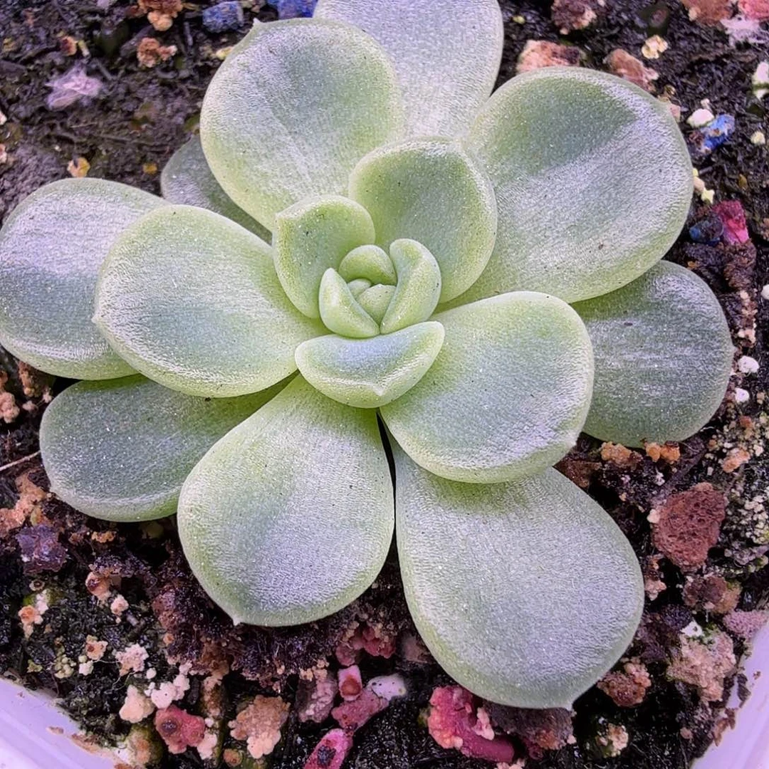 财富密码发财一物一拍