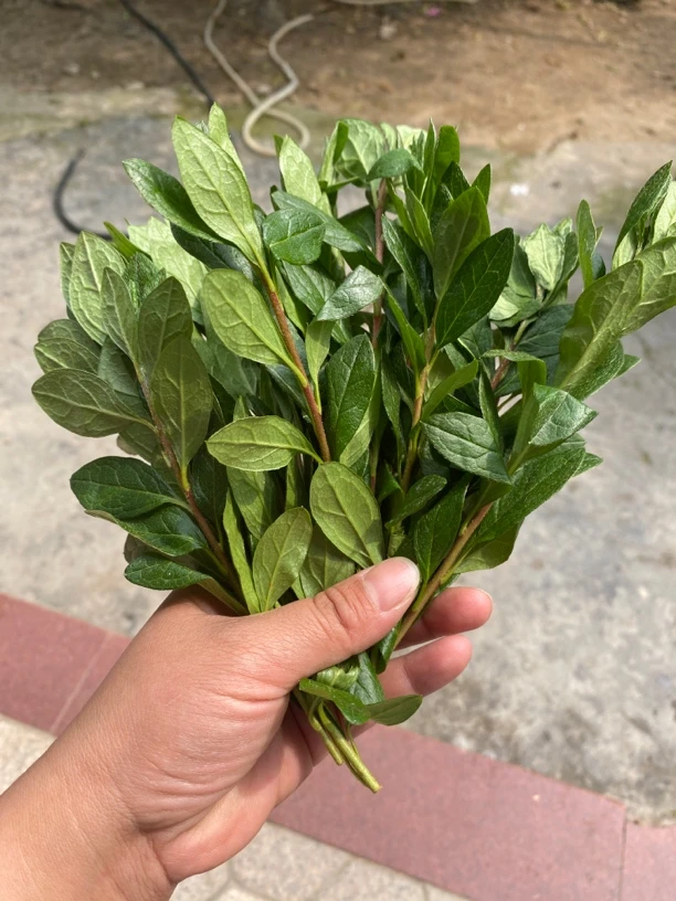 杜鹃嫁接枝条，一物一拍，顺丰包邮。联系客服