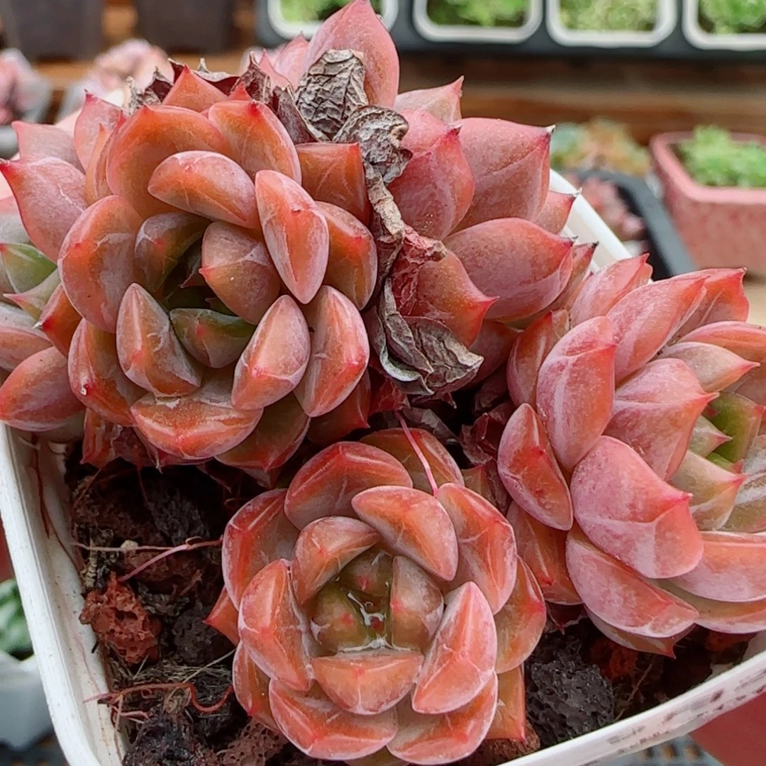 花语逸镜0923-41糖心珍妮