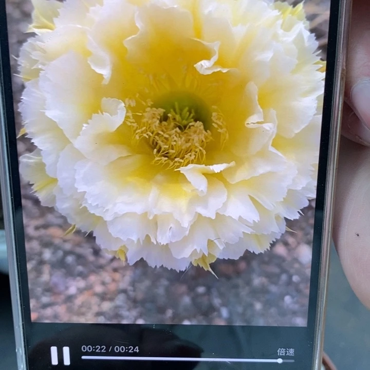 彩黄牡丹侧芽4公分左右