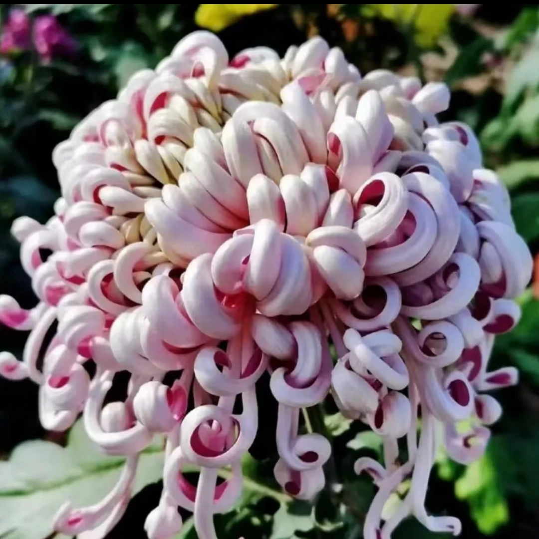 九月大花菊《紫龙卧雪》菊花大苗 品种稀缺开花漂亮