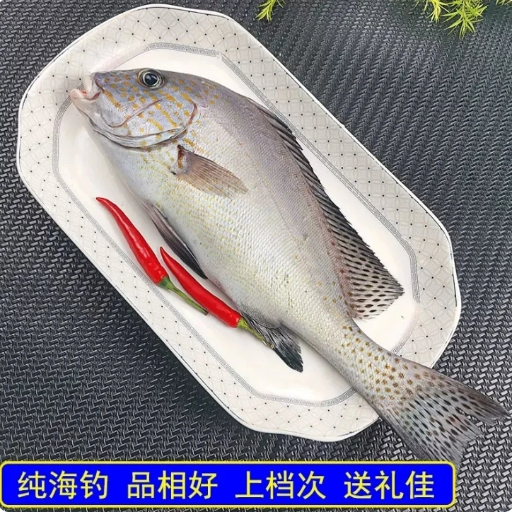 胡椒鲷/软唇鱼 深海野生 自家渔船新鲜发E