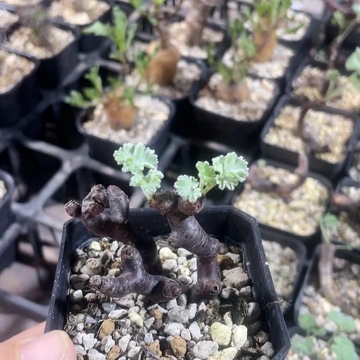 795产地枝干杨葵块根