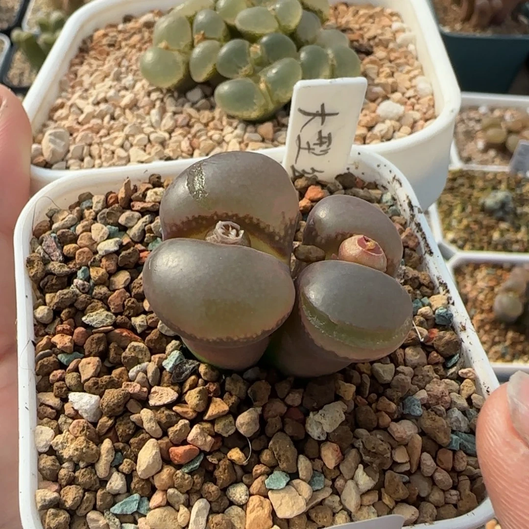一***）多肉植物两颗大风131号