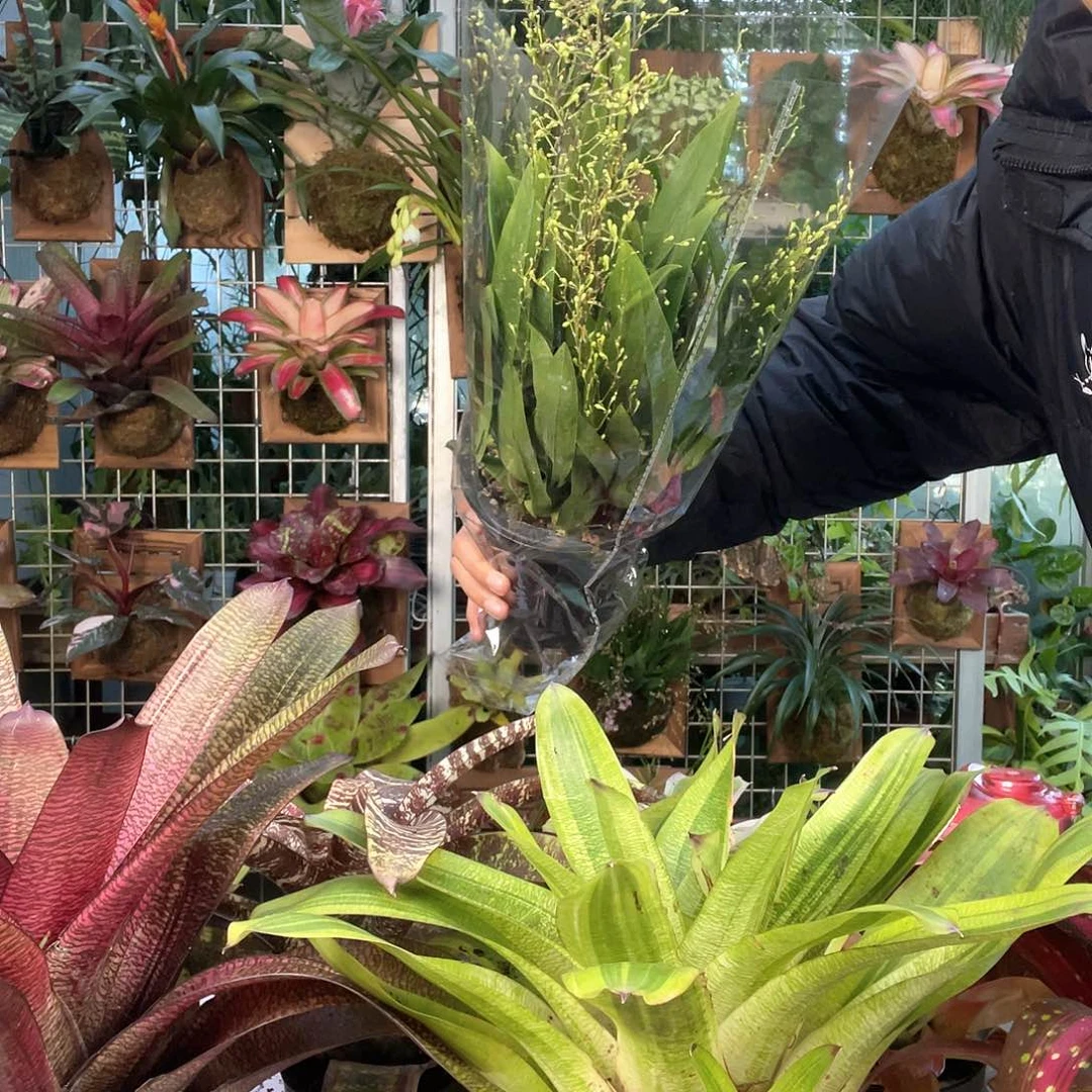 无花朵盆栽梦香兰