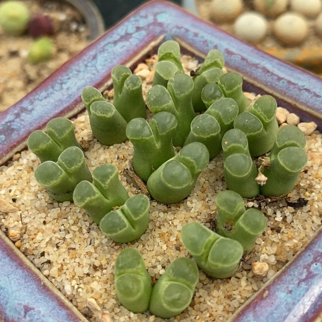 双头粉佛肚风铃2颗一组