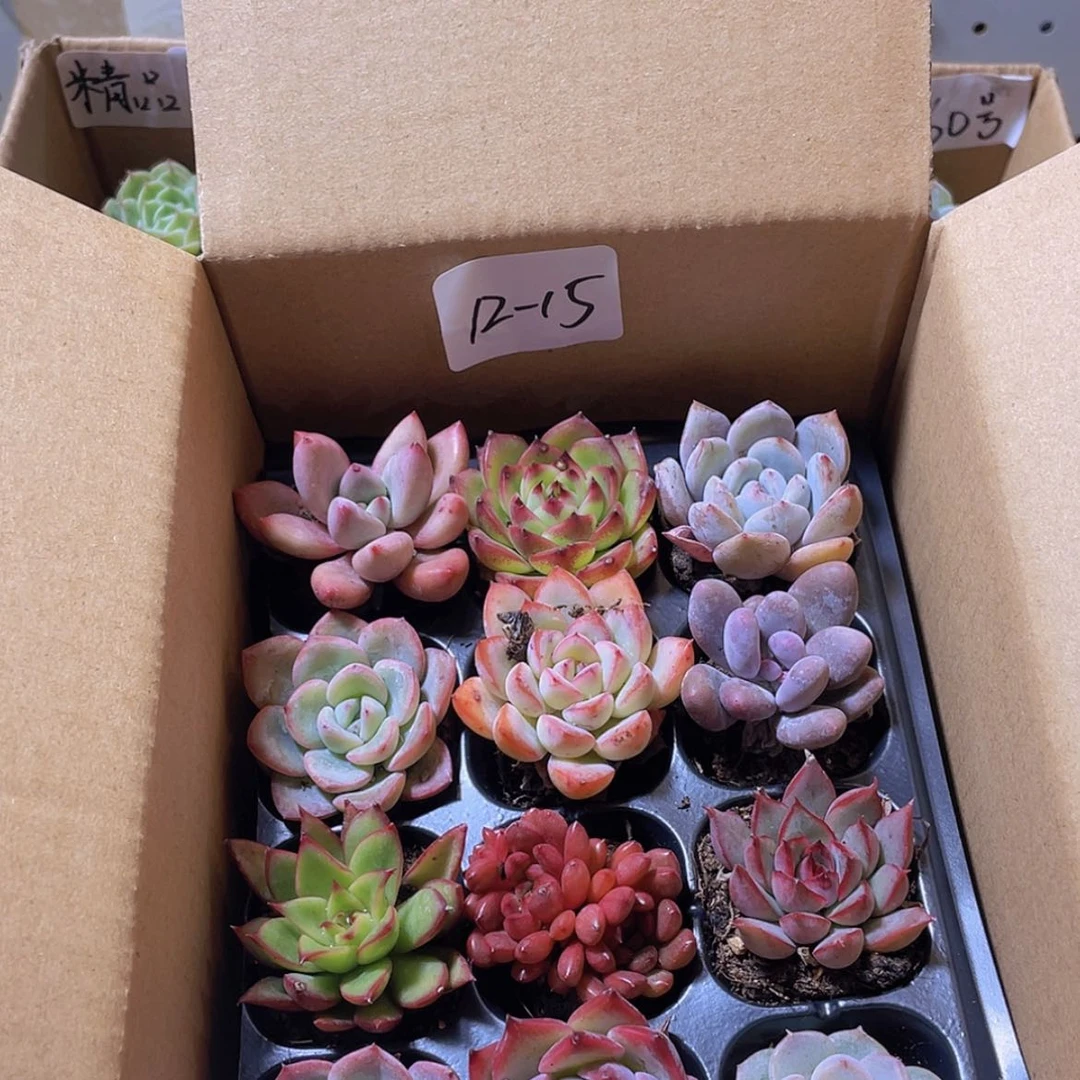 【闪购商品】12颗-15