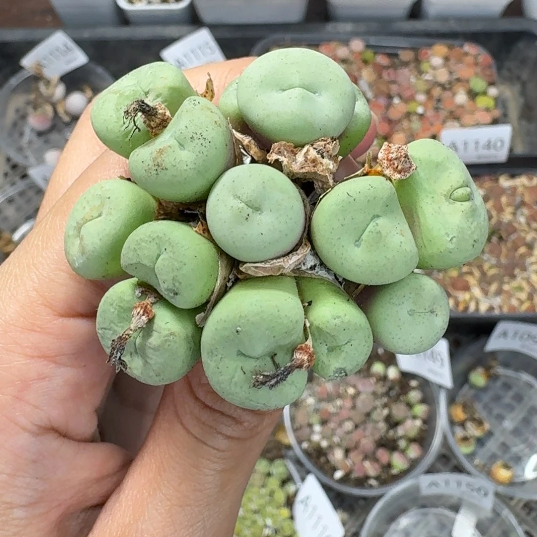 1152 生石花和肉锥