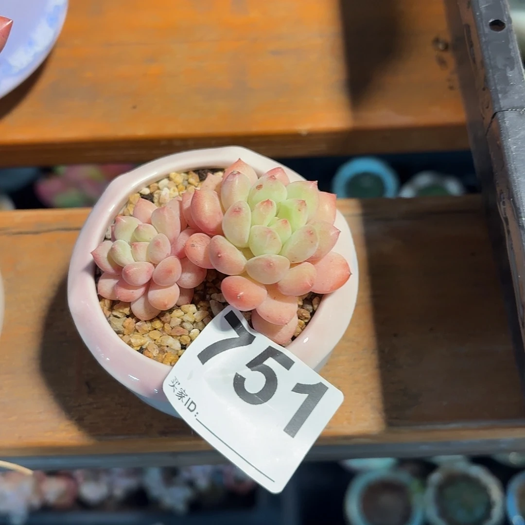 安***️多肉杂交带盆发货751