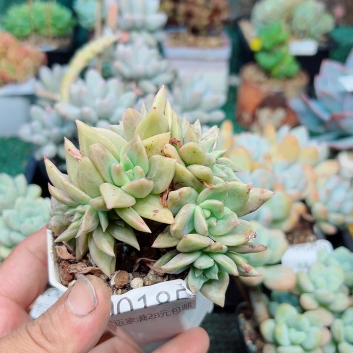 幸运的是我还没遇到你呢哈哈