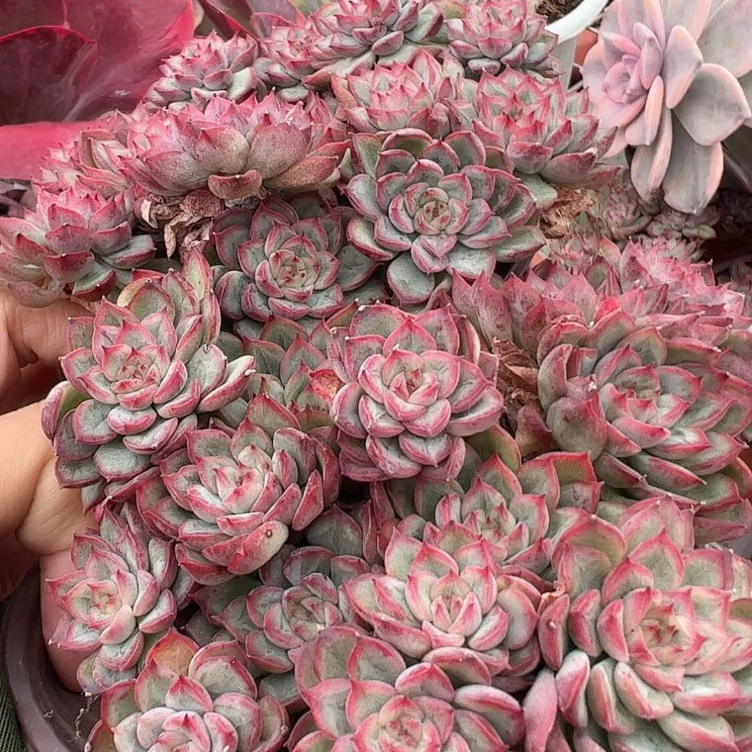 女雏多头造型精品二盆