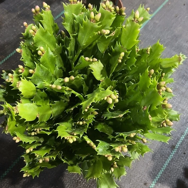 当前无花栽培后可以开花尼罗河