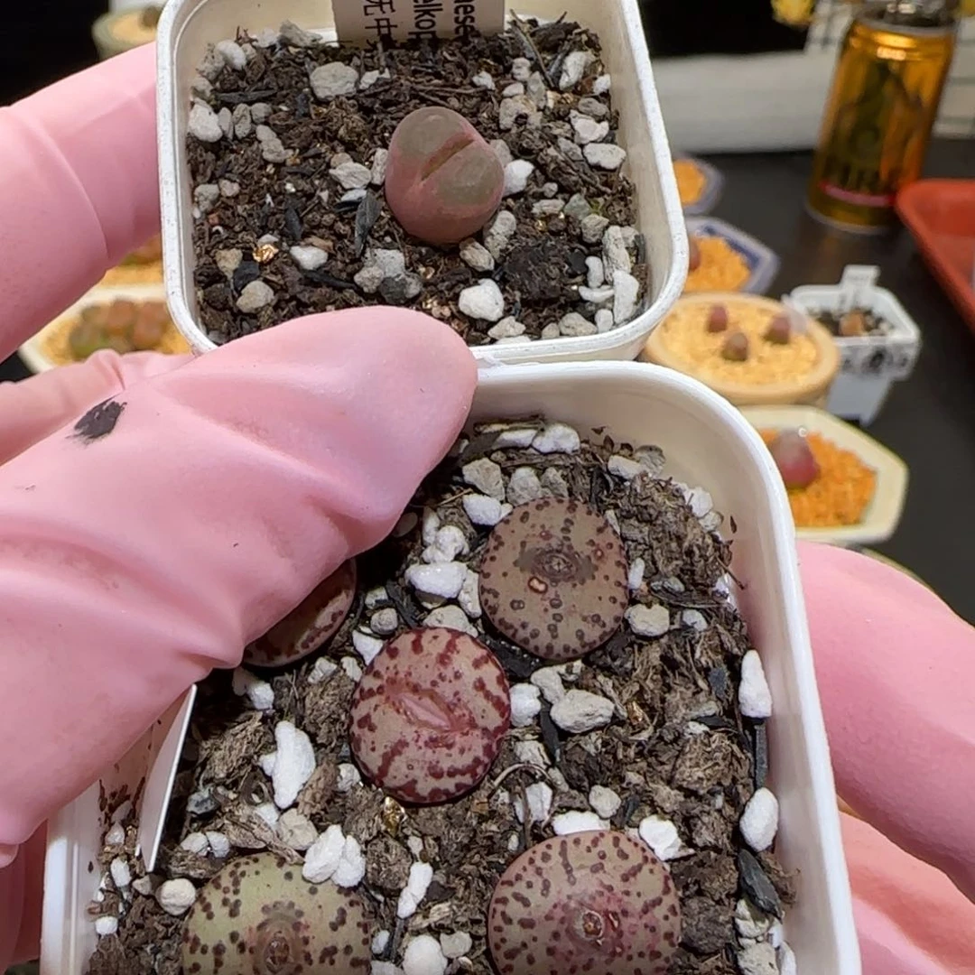 盐**球肉锥多肉植物百科-1020