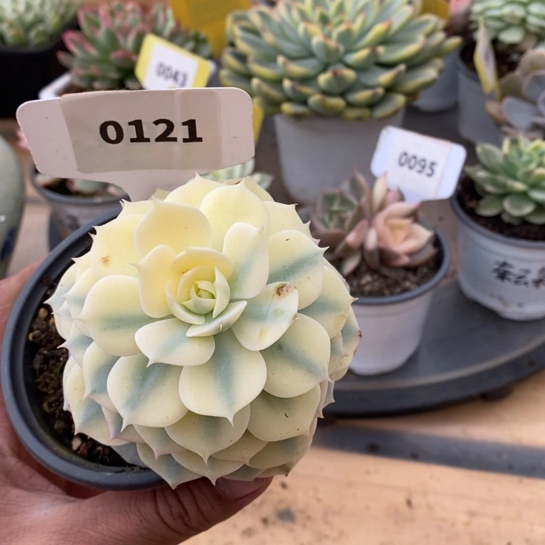 0121巴黎蓝雪哈哈