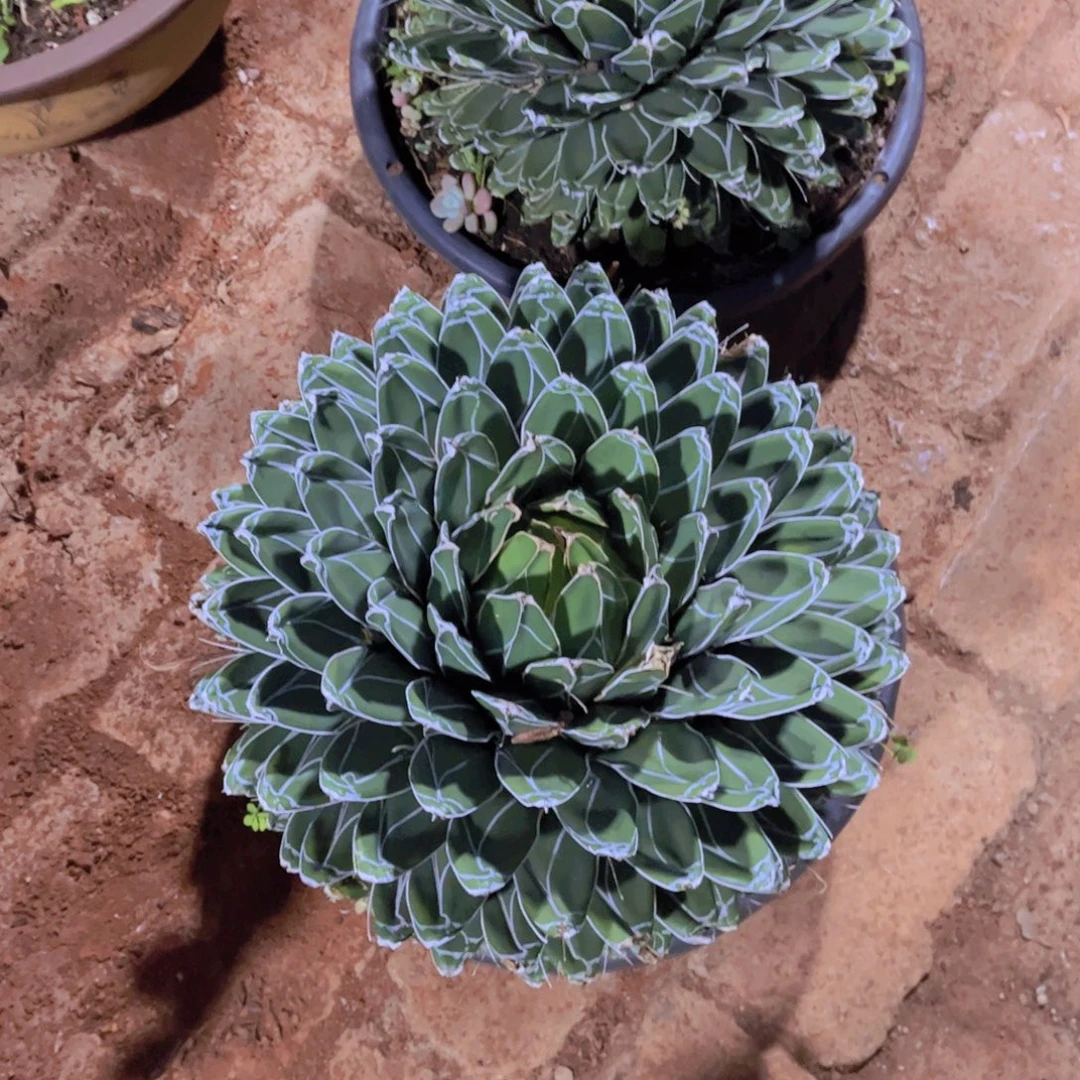 王***源多肉植物保护研究所所长