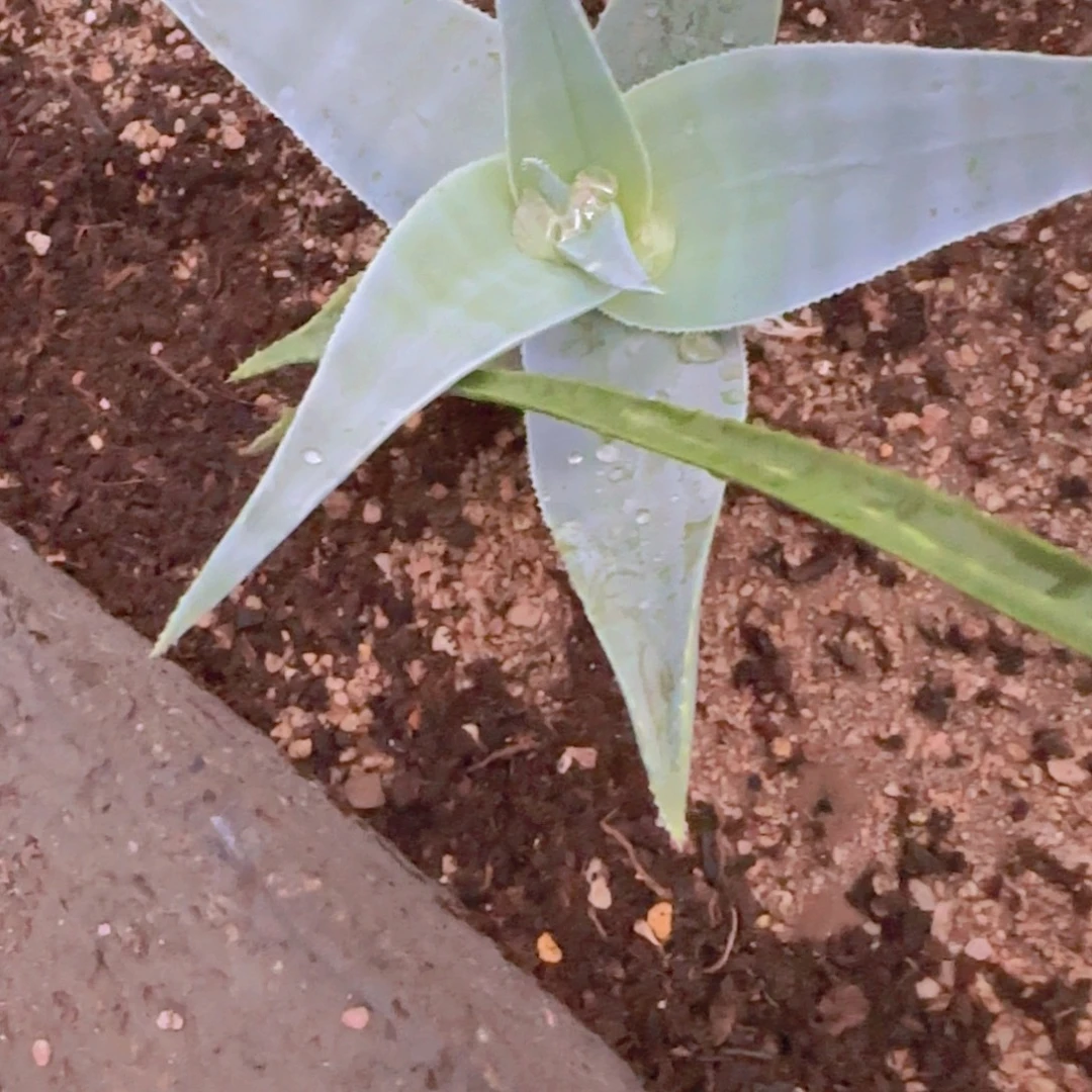 ****༥块根植物块根植物