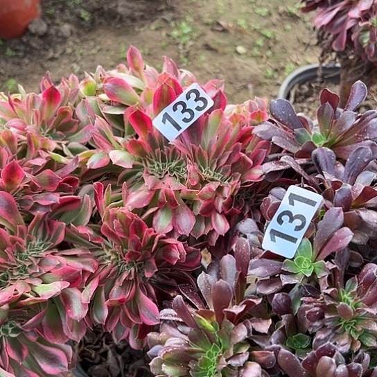 十***点多肉植物两个133.131