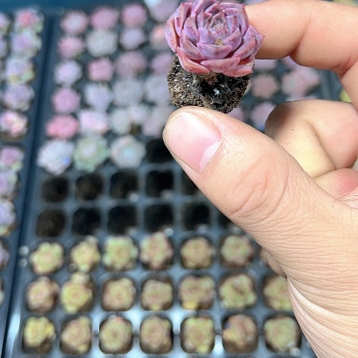 海琳娜 满10颗包邮