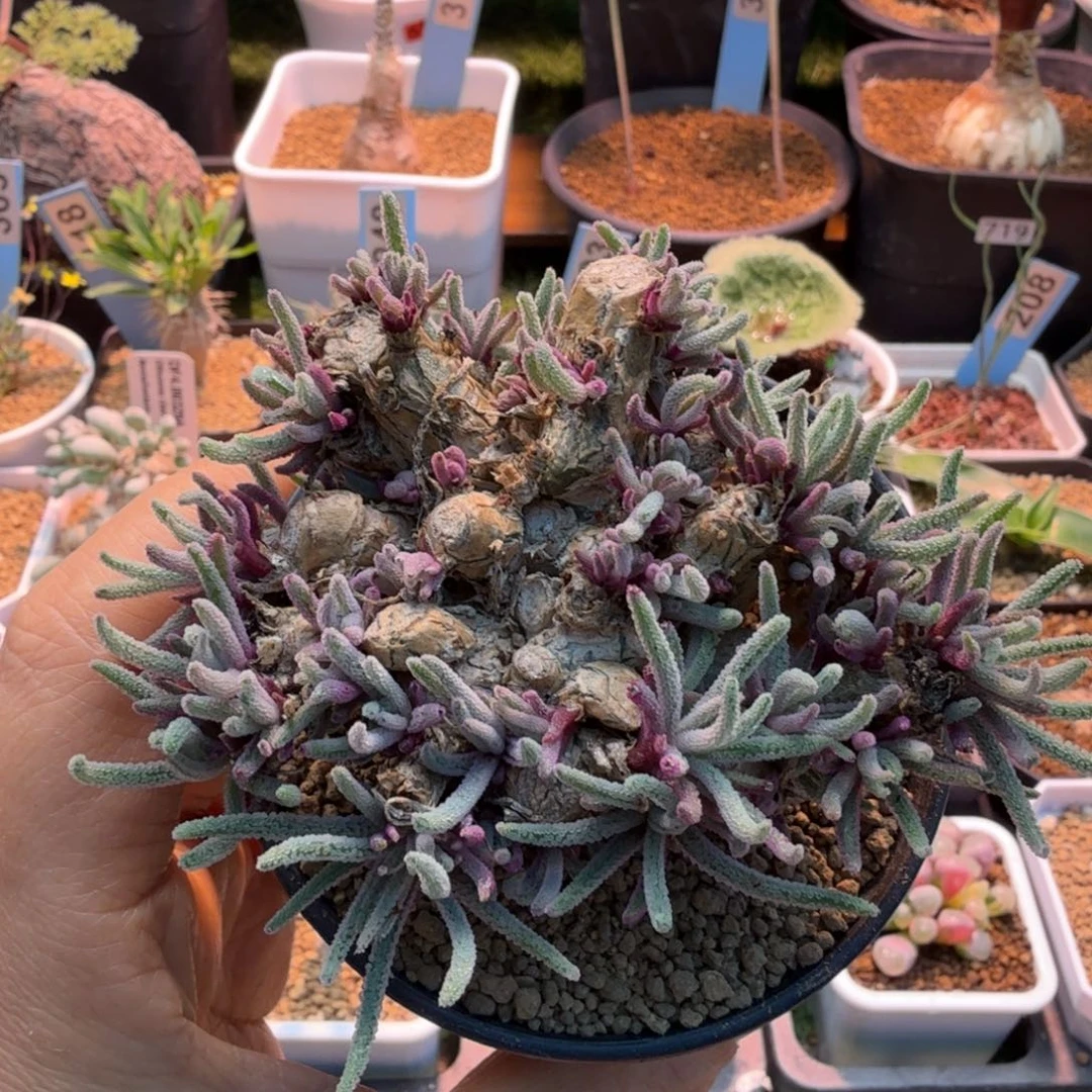 老桩天赐1637 仙人球