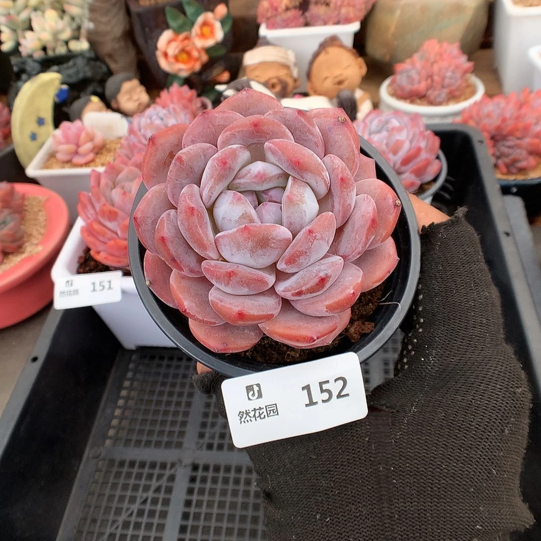 152星影多肉植物6633