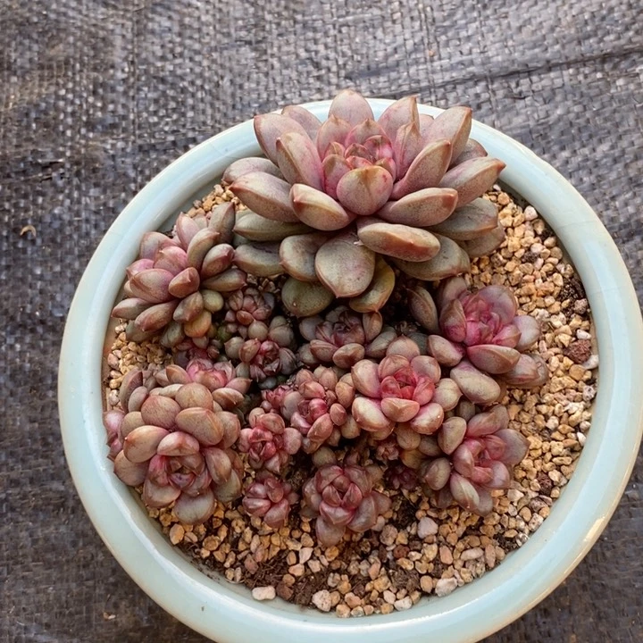 葡萄群有糖心肉肉肉肉